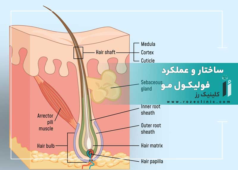 ساختار و عملکرد فولیکول مو